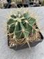 Preview: Ferocactus glaucescens